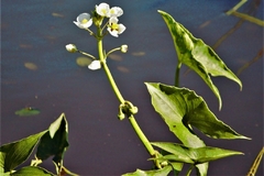 Saeta - Flecha de agua (Sagittaria montevidensis) - comprar online