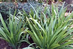 Lirio Gigante - Iris Regina (Neomarica caerulea) - comprar online