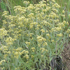 Marcela (Achyrocline satureioides)