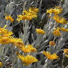 Margarita de las Dunas (Senecio crassiflorus)