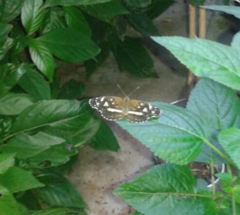 Imagen de Combo de Plantas Nativas para atraer Mariposas y Colibríes