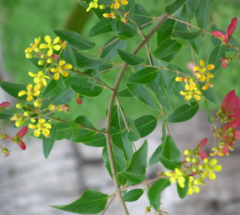 Mariposita - Flor de Mariposa (Heteropterys glabra) - comprar online