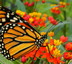 Combo de Plantas Nativas para atraer Mariposas y Colibríes en internet