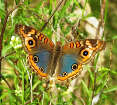 Combo de Plantas Nativas para atraer Mariposas y Colibríes - Enraizando Nativas