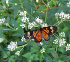 Combo de Plantas Nativas para atraer Mariposas y Colibríes - tienda online