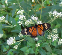 Mariposera - Chilca de Olor - Doctorcito (Austroeupatorium inulifolium) - Enraizando Nativas