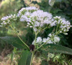 Mariposera - Chilca de Olor - Doctorcito (Austroeupatorium inulifolium) - comprar online