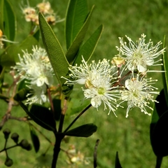 Mato - Guayabo Colorado (Myrcianthes cisplatensis)