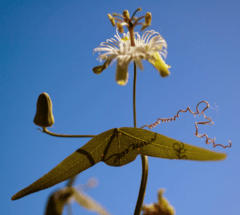 Mburucuyá Blanco (Passiflora misera) - comprar online