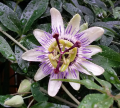 Mburucuyá (Passiflora caerulea) - comprar online