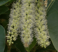 Ombú (Phytolacca dioica) - comprar online