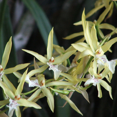 Orquídea Miltonia (Miltonia flavescens)
