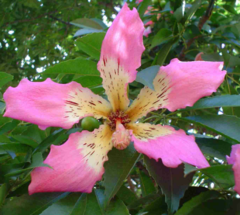 Palo Borracho Rosado (Ceiba speciosa) - comprar online