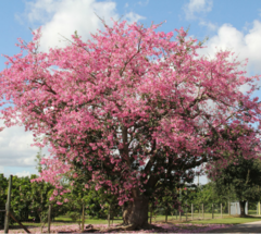 Palo Borracho Rosado (Ceiba speciosa) en internet