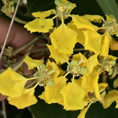 Papa de Río (Stigmatophyllum littorale)