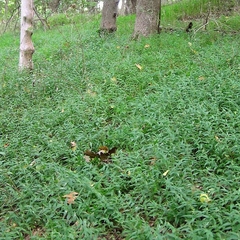 Pasto de la Selva (Oplismenus hirtellus) en internet