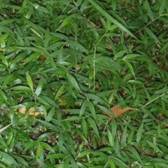 Pasto de la Selva (Oplismenus hirtellus)
