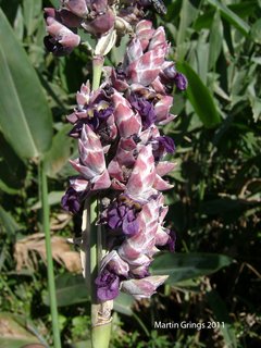 Pehuajó (Thalia multiflora) - comprar online