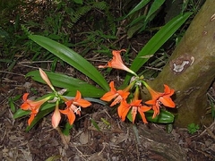 Amarilis de Campo - Azucena Colorada (Hippeastrum petiolatum) - comprar online