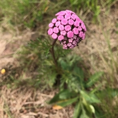 Pilarcito (Gyptis tanacetifolia)