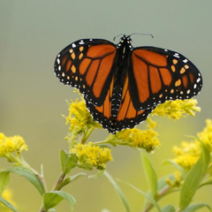 Combo de Plantas Grandes para atraer Mariposas y Colibríes - comprar online