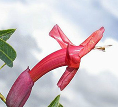 Sacha Huasca (Dolichandra cynanchoides) en internet