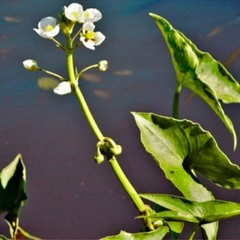 Saeta - Flecha de agua (Sagittaria montevidensis)