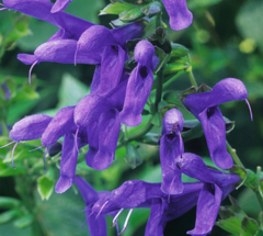 Salvia Azul (Salvia guaranitica) - comprar online
