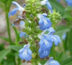 Salvia Celeste (Salvia uliginosa) - comprar online