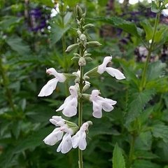 Salvia Pallida Alba (Salvia pallida)