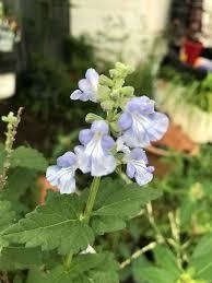 Salvia Pallida Celeste (Salvia pallida) - comprar online