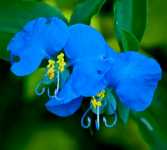 Santa Lucía Azul (Commelina erecta) - comprar online