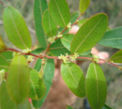 Sarandí Blanco (Phyllanthus sellowianus) - comprar online