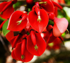 Seibo - Ceibo(Erythrina crista-galli) - comprar online