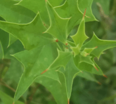 Sombra de Toro - Peje (Jodina rhombifolia) - comprar online