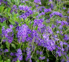 Tala Blanco - Duranta (Duranta erecta) en internet