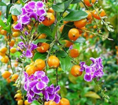 Tala Blanco - Duranta (Duranta erecta) - comprar online