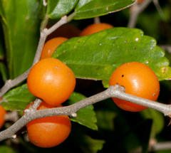 Tala (Celtis ehrenbergiana) - Enraizando Nativas