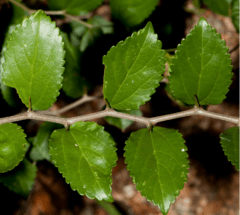 Tala (Celtis ehrenbergiana) en internet