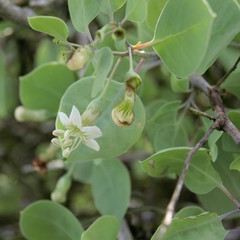 Tala del Burro (Lycium boerhaviifolium)