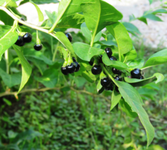 Talilla (Lycium cestroides) en internet