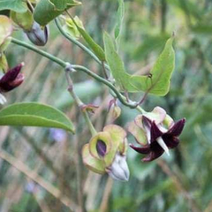 Tasi Morado (Araujia megapotamica)