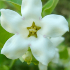 Tasi (Araujia sericifera) en internet