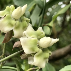 Tasi (Araujia angustifolia)