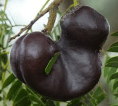 Timbó - Pacará - Oreja de Negro(Enterolobium contorsiloquium) en internet