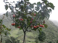 Chilto - Tomate del Árbol (Solanum betaceum) en internet