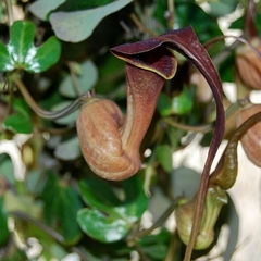 Patito Coludo (Aristolochia trilobata)