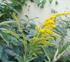 Vara Dorada (Solidago chilensis) - comprar online