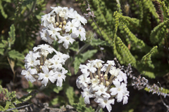 Verbena Blanca (Glandularia platensis) - comprar online