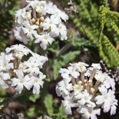Verbena Blanca (Glandularia platensis)